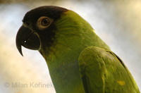 Nandayus nenday - Nanday Parakeet