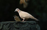 Image of: Streptopelia chinensis (spotted dove)