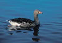 Greylag Goose (Anser anser) photo