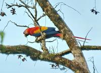 Scarlet Macaw  