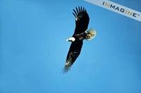 Bald Eagle (Hallaeetus leucocephalus) soaring in sky photo