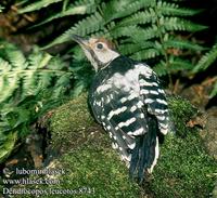 ...Dendrocopos leucotos 8743 UK: White-backed Woodpecker DE: WeiĂźrĂĽckenspecht FR: Pic Ă  dos blan