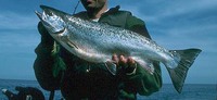 Lake Salmon / Landlocked Salmon Salmo salar lacustris