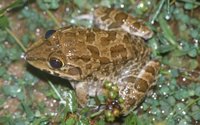 : Hoplobatrachus crassus; Jerdon`s Bullfrog