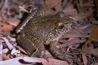 : Mixophyes iteratus; Giant Barred-Frog