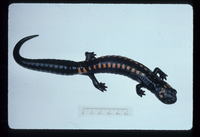 : Pseudoeurycea maxima; Southern Giant Salamander