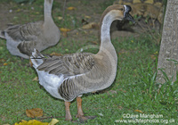 : Anser cygnoides; Chinese Goose, Swan Goose