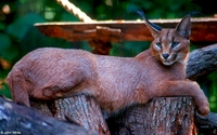 : Caracal caracal damarensis; Caracal Lynx