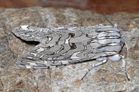 : Arachnis picta; Painted Tiger Moth