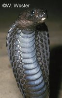 : Naja haje; Egyptian Cobra