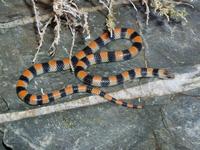 : Sonora semiannulata; Ground Snake