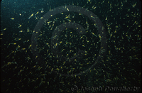 : Euphausia pacifica; Pacific Krill;