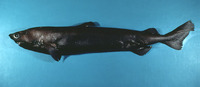 Centroscymnus coelolepis, Portuguese dogfish: fisheries