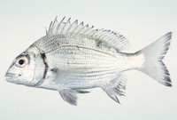 Acanthopagrus sivicolus, Okinawa seabream: fisheries, aquaculture