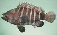 Epinephelus octofasciatus, Eightbar grouper: fisheries