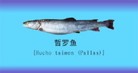 Hucho taimen, Taimen: fisheries, aquaculture, gamefish