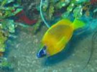 Hypoplectrus gummigutta, Golden hamlet: aquarium