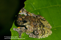 Marbled Tree Frog - Hyla Marmorata