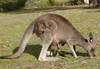 Macropus giganteus - Eastern Grey Kangaroo