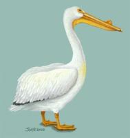 Image of: Pelecanus erythrorhynchos (American white pelican)