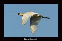 Royal Spoonbill