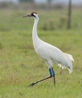 Whooping Crane (Grus americana) photo
