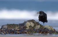 Carrion Crow (Corvus corone) photo