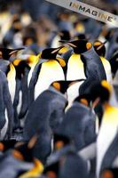 King Penguin colony (Aptenodytes patagonicus) photo