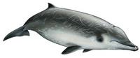 True’s beaked Whale  Mesoplodon mirus