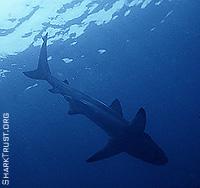 Bignose Shark - Carcharhinus altimus