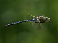 Dragonfly, Emperor