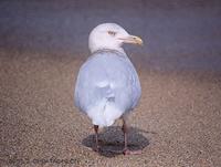 흰갈매기 (Glaucous Gull) Larus hyperboreus