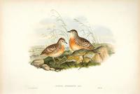 Richter after Gould Andalusian Turnix [Little Button Quail] (Turnix africanus)