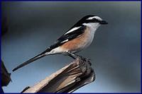 Masked Shrike- Lanius nubicus