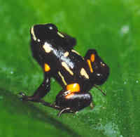 : Adelphobates castaneoticus; Brazil-nut Poison Frog