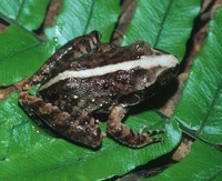 : Craugastor fitzingeri; Common Rain Frog