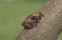 : Dendropsophus koechlini