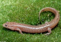 : Desmognathus monticola; Seal Salamander