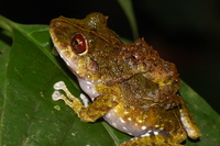 : Pristimantis museosus