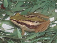 : Rana erythraea; Yellow Striped Frog