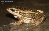: Rana galamensis; Galam White-lipped Frog