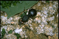 : Atta cephalotes; Leaf Cutter Ant (Queen)