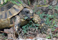 : Testudo nabeulensis; Tunisian Spur-thighed Tortoise
