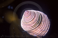 : Calliostoma canaliculatum; Channeled Top Snail