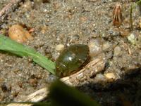 Ilyocoris cimicoides - Saucer Bug