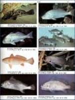 Nibea mitsukurii, Nibe croaker: fisheries, aquarium