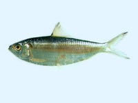Sardinella hualiensis, Taiwan sardinella: fisheries