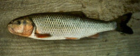 Semotilus corporalis, Fallfish: gamefish