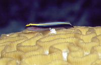 Elacatinus evelynae, Sharknose goby: aquarium