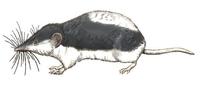 Image of: Diplomesodon pulchellum (piebald shrew)